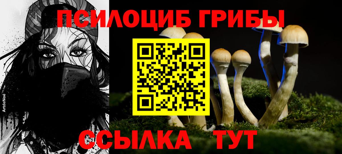 Черкесск  где найти   Вход с VPN  Псилоцибиновые грибы Psilocybe 